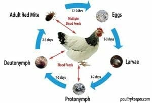 Chicken Mite Lifecycle