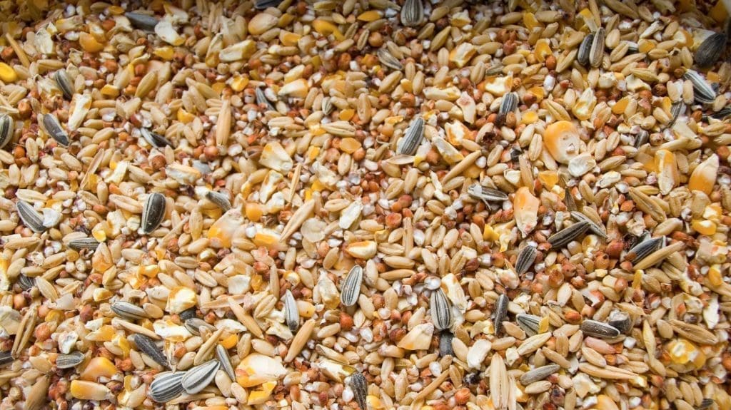 Allora Mixed Grain Large range of quality feeds The Good Life Backyard