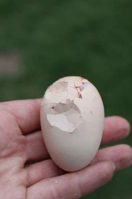 Thin Shelled Chicken Egg