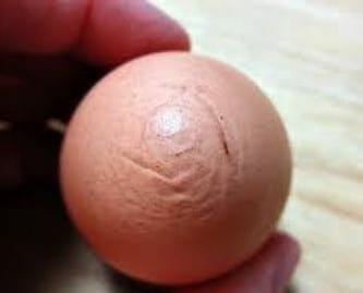 Wrinkly Chicken Egg