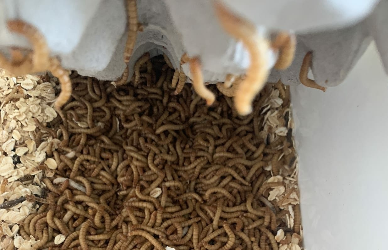 Breeding Mealworms