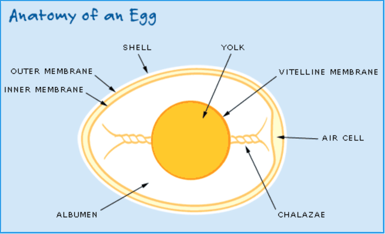 The Anatomy Of A Chicken Egg