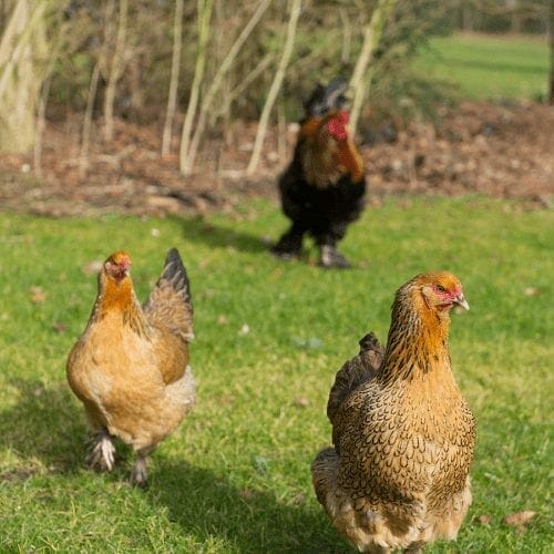 Which breed of chicken is best for me?