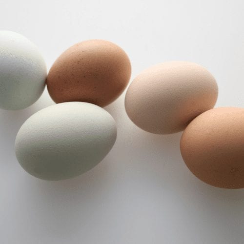 Which chickens lay coloured eggs