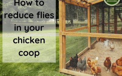 How to reduce flies in the chicken coop