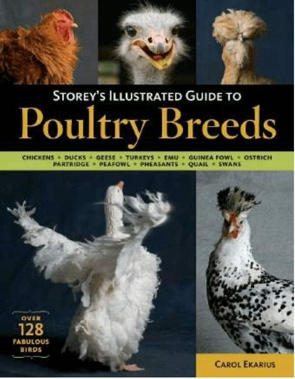Guide to Poultry Breeds