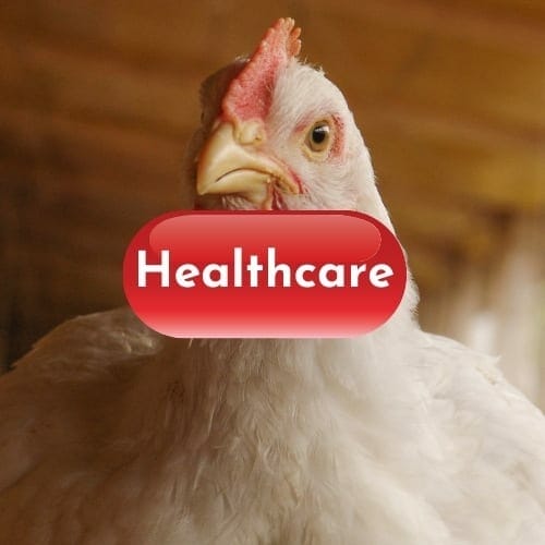 Chicken Health