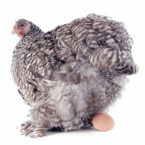 Why isn't my chicken laying eggs