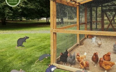 How to rat-proof the chicken coop