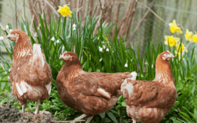 Tasks to complete as a backyard chicken owner