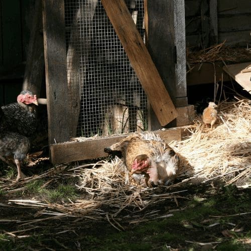 Why do chickens need sunlight? The Good Life Backyard