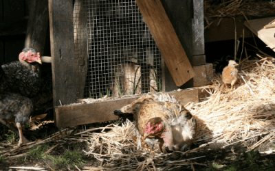 Why do chickens need sunlight?