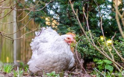 How to plan a chicken friendly garden