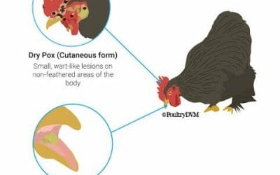 How to recognise Fowl Pox in chickens