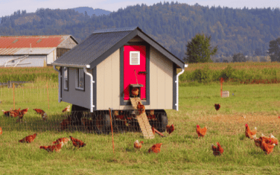 The Ultimate Guide to Building a Chicken Coop