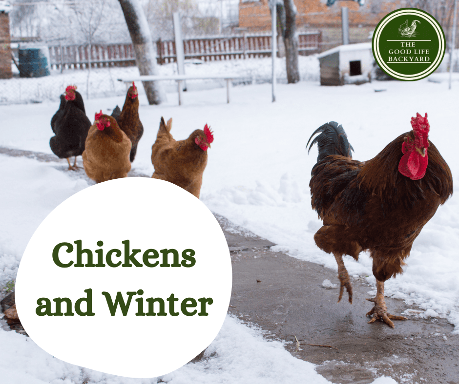 Looking after chickens in winter