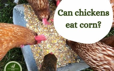 Can chickens eat corn?