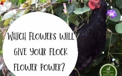 Flowers and plants suitable for chickens