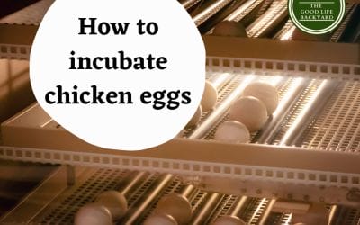 How to incubate chicken eggs