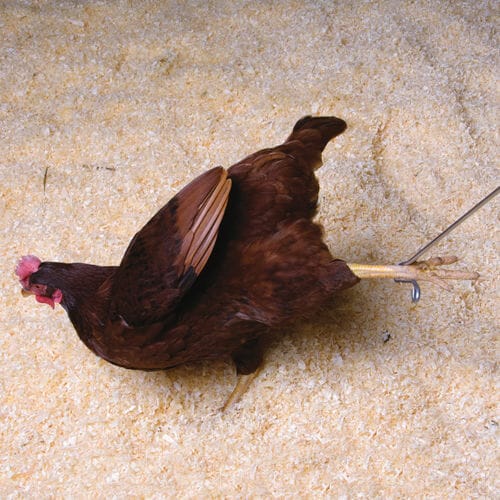 Poultry Catch Hook - The Good Life Backyard