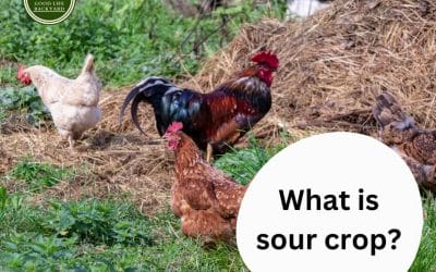 What is sour crop and how do you treat it?
