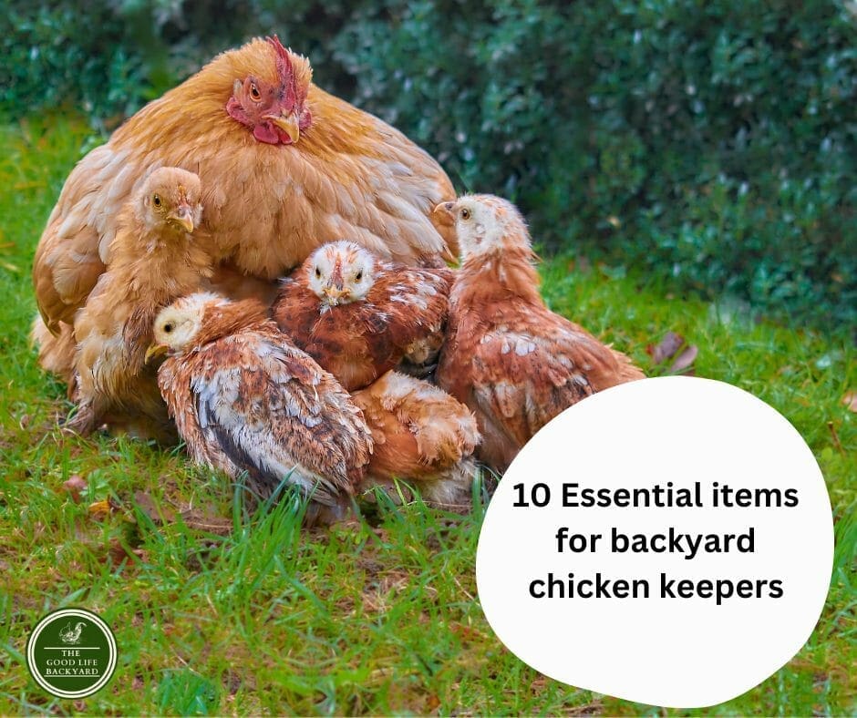 10 Essential items for backyard chicken keepers The Good Life Backyard