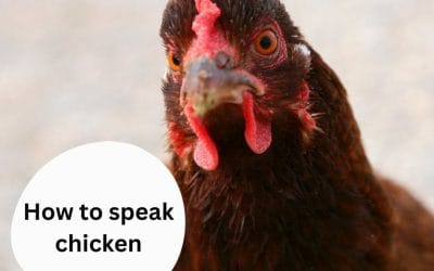 What Your Chickens are Trying to Tell You? How to speak “chicken”