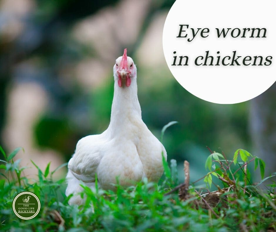 Eyeworm in chickens - The Good Life Backyard