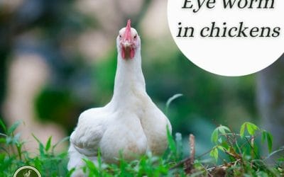 Eyeworm in chickens