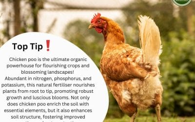 How to use chicken manure (poo) as a fertiliser