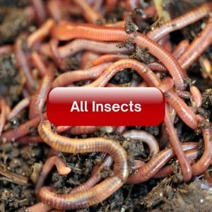 All Insects