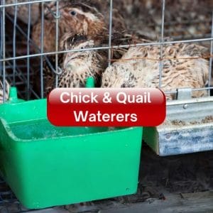 Chick & Quail Waterers