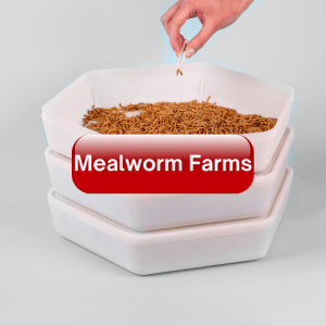 Mealworm Farms